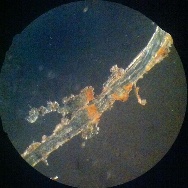 Fibre de lin sous microscope